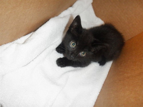 LUNA, Baby Domestic Short Hair (medium coat), cat for adoption in Santa Clara, California