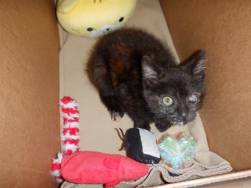 REY, Baby Domestic Short Hair (medium coat), cat for adoption in Gilroy, California