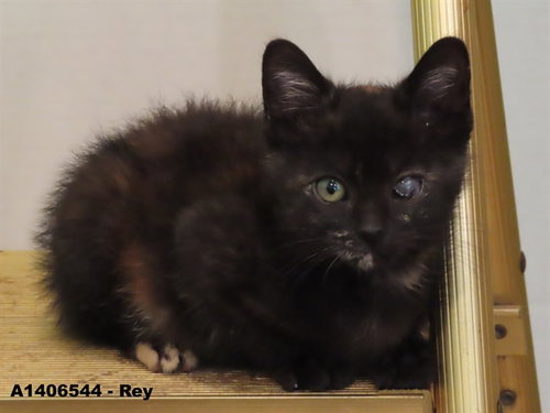 REY, Baby Domestic Short Hair (medium coat), cat for adoption in Santa Clara, California
