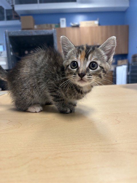 A1406769, Baby Domestic Short Hair (medium coat), cat for adoption in Santa Clara, California