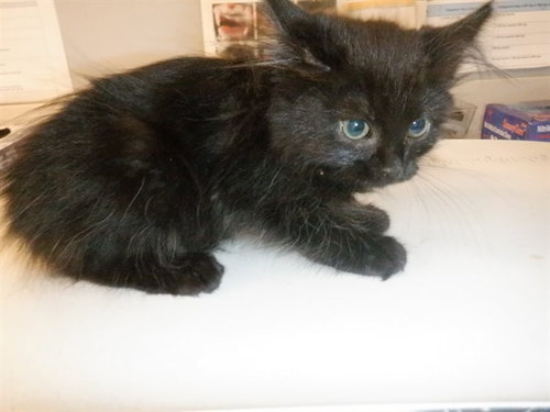 A1407642, Baby Domestic Medium Hair (medium coat), cat for adoption in Santa Clara, California