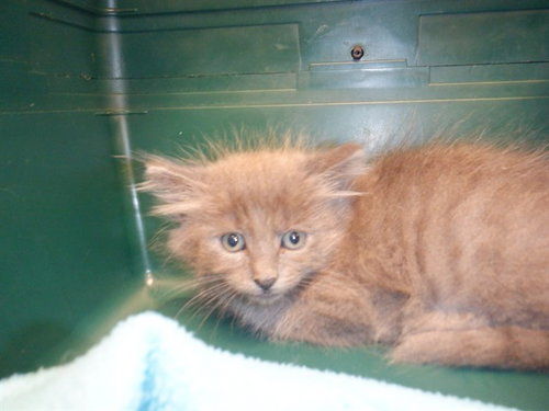 DUSTY, Baby Domestic Medium Hair (medium coat), cat for adoption in Gilroy, California