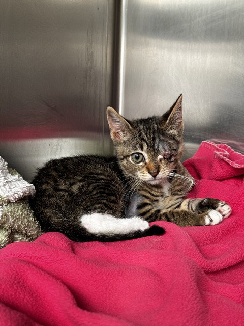 CASSIE, Baby Domestic Short Hair (medium coat), cat for adoption in Watsonville, California