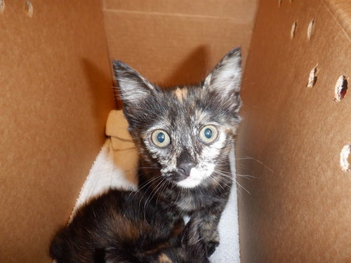 A1404884, Baby Domestic Short Hair (medium coat), cat for adoption in Union City, California