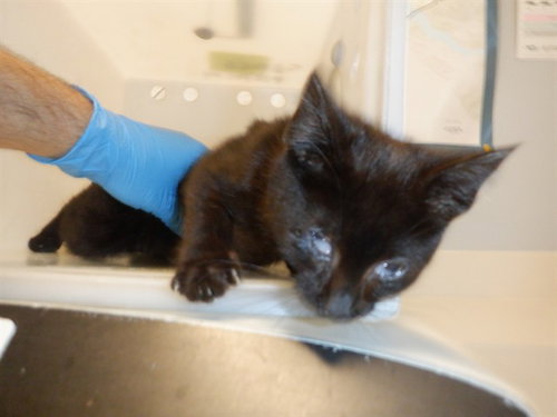 TIMMY, Young Domestic Short Hair (medium coat), cat for adoption in Union City, California