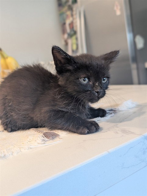 A1406508, Baby Domestic Short Hair (medium coat), cat for adoption in Union City, California