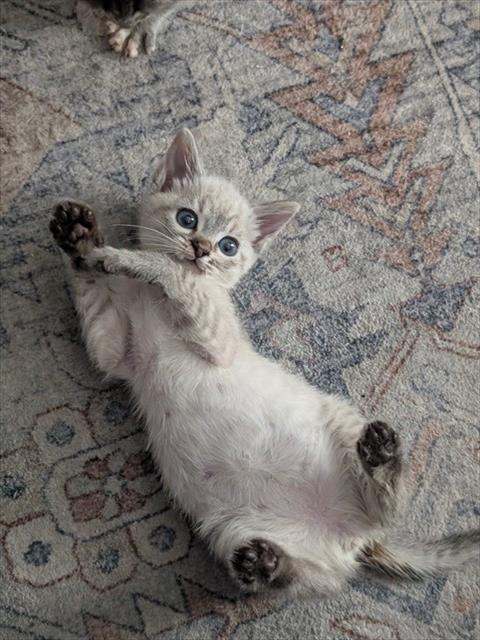 A1406509, Baby Domestic Short Hair (medium coat), cat for adoption in Union City, California