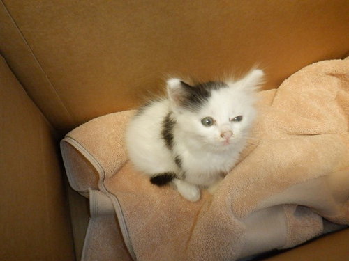 ZOODLES, Baby Domestic Long Hair (medium coat), cat for adoption in Union City, California