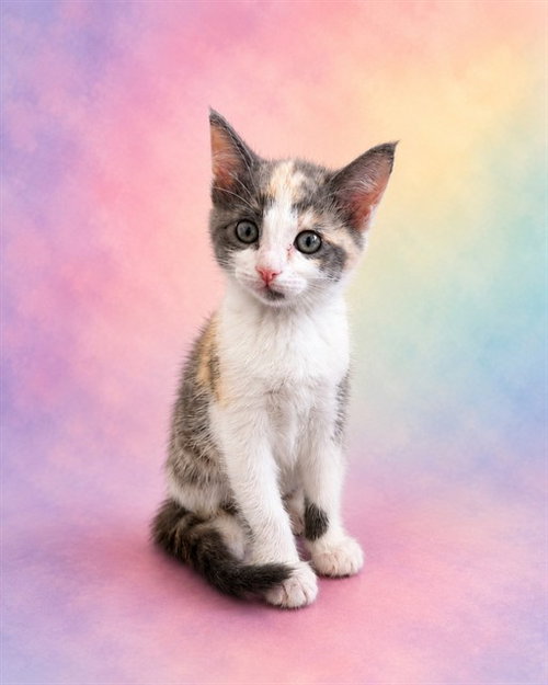 A1406835, Baby Domestic Short Hair (medium coat), cat for adoption in Union City, California