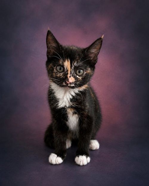 A1406838, Baby Domestic Short Hair (medium coat), cat for adoption in Union City, California
