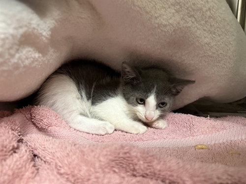 BINX, Baby Domestic Short Hair (medium coat), cat for adoption in Union City, California