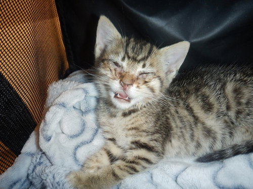 MAPLE, Baby Domestic Short Hair (medium coat), cat for adoption in Union City, California
