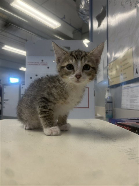 AUSTIN, Baby Domestic Short Hair (medium coat), cat for adoption in Union City, California