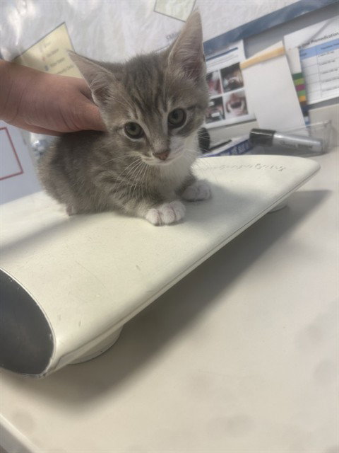 DRAGON, Baby Domestic Short Hair (medium coat), cat for adoption in Union City, California