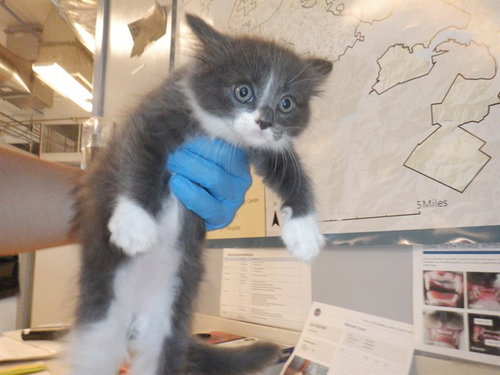 TORI, Baby Domestic Short Hair (medium coat), cat for adoption in Union City, California