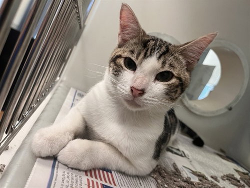 PAXTON, Young Domestic Short Hair (medium coat), cat for adoption in Campbell, California