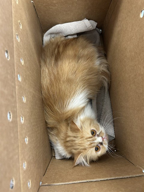 CAYENNE