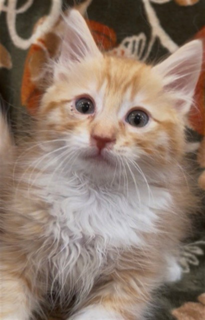 SIMBA, Baby Domestic Short Hair (medium coat), cat for adoption in Livermore, California
