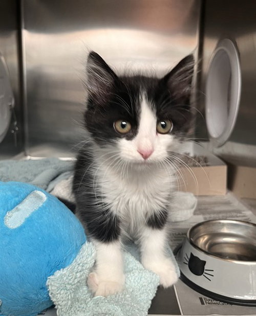 LECHON, Baby Domestic Short Hair (medium coat), cat for adoption in Campbell, California