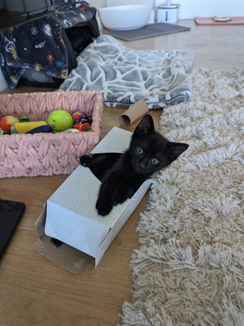 KIT