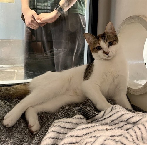 COOKIE, Young Domestic Short Hair (medium coat), cat for adoption in Cupertino, California