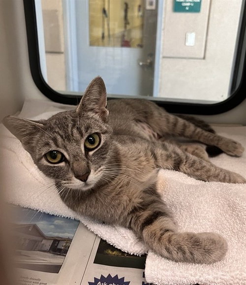 VIOLET, Young Domestic Short Hair (medium coat), cat for adoption in Cupertino, California
