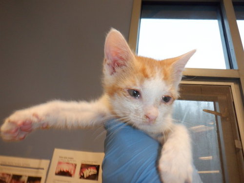 SUNNY, Baby Domestic Short Hair (medium coat), cat for adoption in Cupertino, California