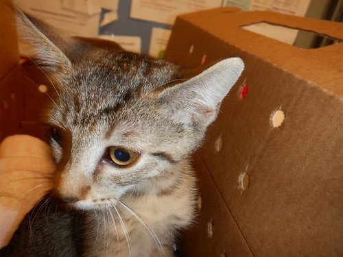 A1406959, Baby Domestic Short Hair (medium coat), cat for adoption in Cupertino, California