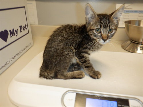 NUGGET, Baby Domestic Short Hair (medium coat), cat for adoption in Cupertino, California