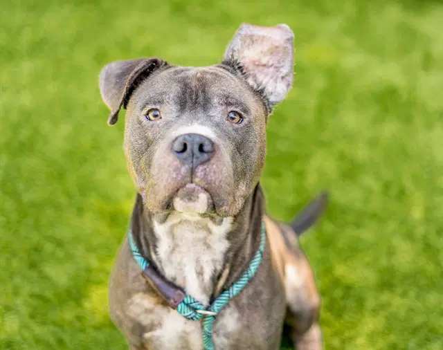 Smoke - Pit Bull Terrier