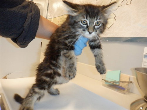 A1408413, Baby Domestic Long Hair (medium coat), cat for adoption in Cupertino, California