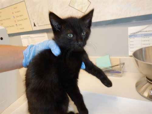 A1408414, Baby Domestic Long Hair (medium coat), cat for adoption in Cupertino, California