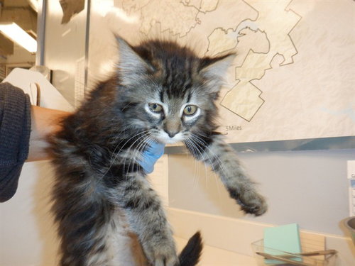 A1408415, Baby Domestic Long Hair (medium coat), cat for adoption in Cupertino, California
