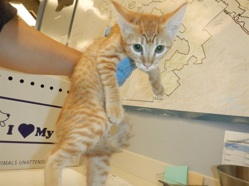 A1408572, Baby Domestic Short Hair (medium coat), cat for adoption in Cupertino, California