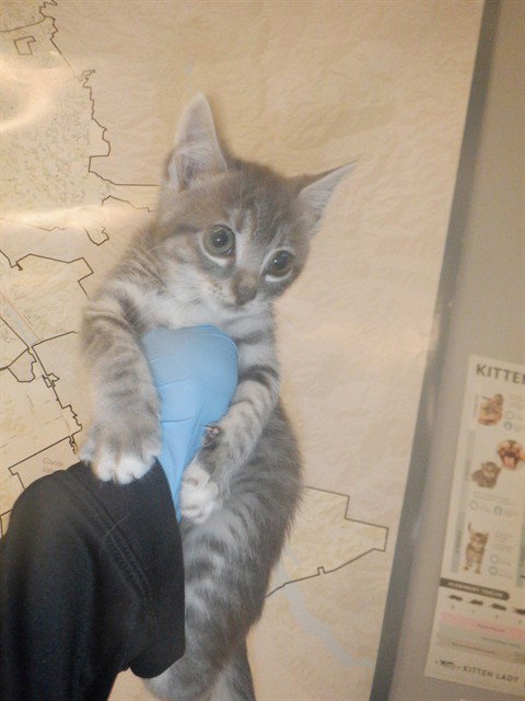 AURORA, Baby Domestic Short Hair (medium coat), cat for adoption in Campbell, California