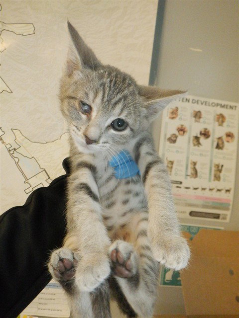 ZOE, Baby Domestic Short Hair (medium coat), cat for adoption in Campbell, California