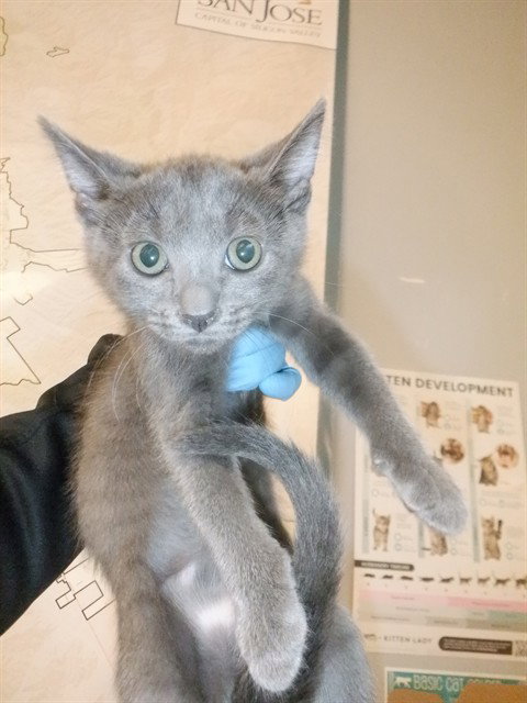 RUMI, Baby Domestic Short Hair (medium coat), cat for adoption in Campbell, California