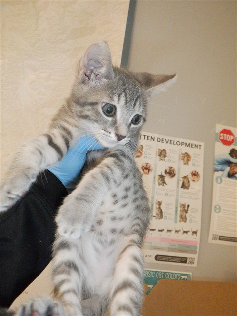MIRA, Baby Domestic Short Hair (medium coat), cat for adoption in Campbell, California