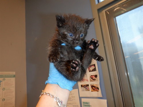 PERRI, Baby Domestic Short Hair (medium coat), cat for adoption in Campbell, California