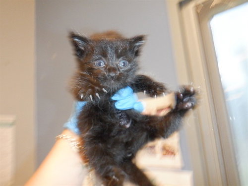 JIMMY, Baby Domestic Short Hair (medium coat), cat for adoption in Campbell, California