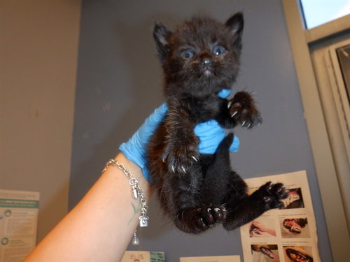 DARLIN, Baby Domestic Short Hair (medium coat), cat for adoption in Campbell, California