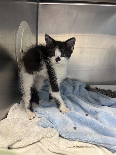 ZENA, Baby Domestic Short Hair (medium coat), cat for adoption in Campbell, California