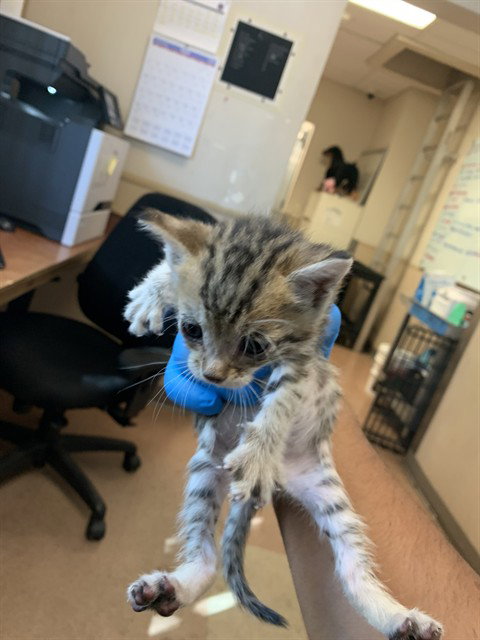 A1407257, Baby Domestic Short Hair (medium coat), cat for adoption in Campbell, California