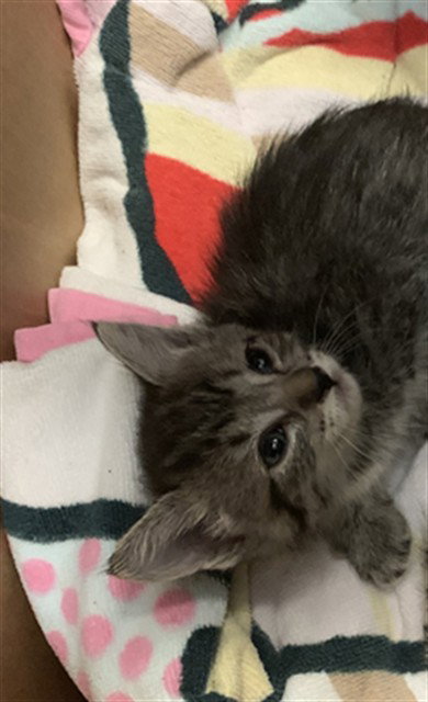 A1407258, Baby Domestic Short Hair (medium coat), cat for adoption in Campbell, California