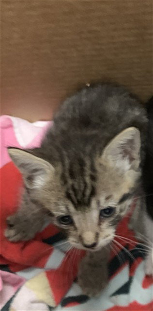 A1407259, Baby Domestic Short Hair (medium coat), cat for adoption in Campbell, California