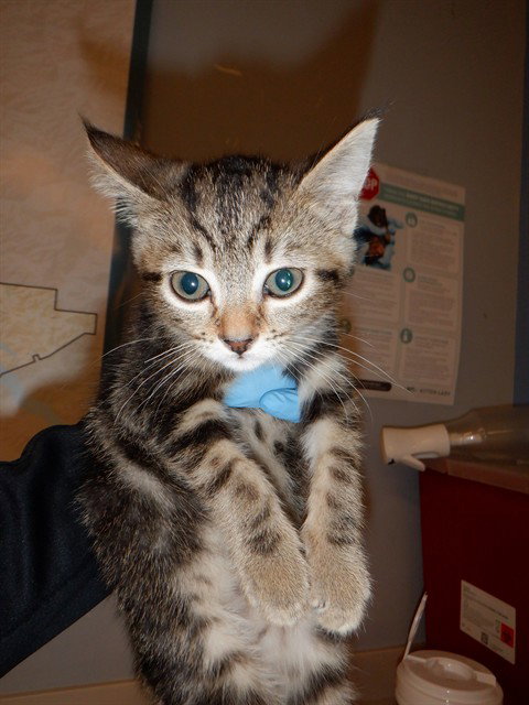 A1408244, Baby Domestic Short Hair (medium coat), cat for adoption in Campbell, California