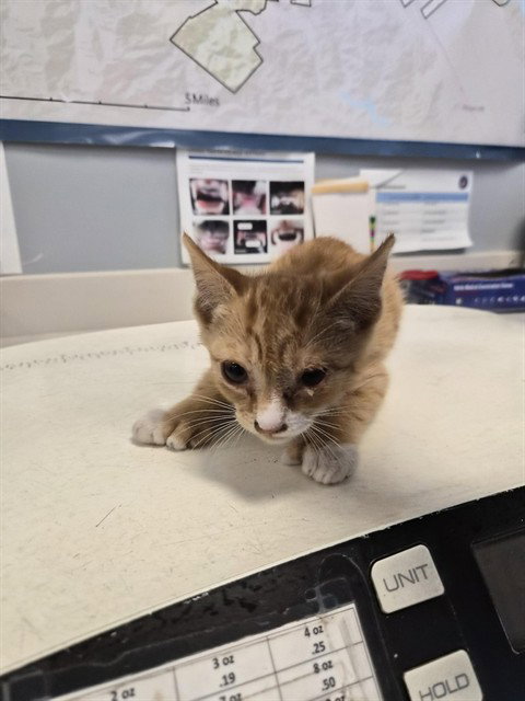 BEAST BOY, Baby Domestic Short Hair (medium coat), cat for adoption in Campbell, California