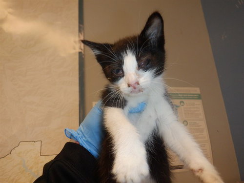 TRADER JOES, Baby Domestic Short Hair (medium coat), cat for adoption in Campbell, California