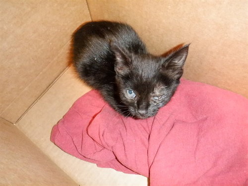 CORALINE, Baby Domestic Short Hair (medium coat), cat for adoption in Campbell, California