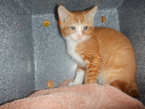 ZION, Baby Domestic Short Hair (medium coat), cat for adoption in Campbell, California